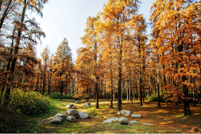 上海市共青森林公園水環境綜合整治工程
